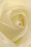 The image draws you deep into the elegant heart of a cream-colored rose, as if enveloped by a swirl of silk softened by the gentle morning breezes common to Becontree Heath's quiet avenues. Each petal unfurls in a flawless spiral, whisper-thin and tinged with the barest hint of yellow, their arrangement promising both fragility and hidden strength. Light falls softly across the flower, illuminating the curves and creating gentle shadows within, much like sunlight filtering through the trees by Parsloes Park. The effect is peaceful-a moment of calm reflection ideal for expressing sympathy, admiration, or hope during new beginnings. This rose, imagined as freshly picked by a local florist, conjures a feeling of understated fragrance: clean, subtle, utterly comforting. The close perspective reveals not just the rose's natural grace but the artistry and intention behind every floral choice Becontree Heath residents make when marking life's most treasured moments. It's a symbol of heartfelt emotion crafted with genuine care from your local florist community.
